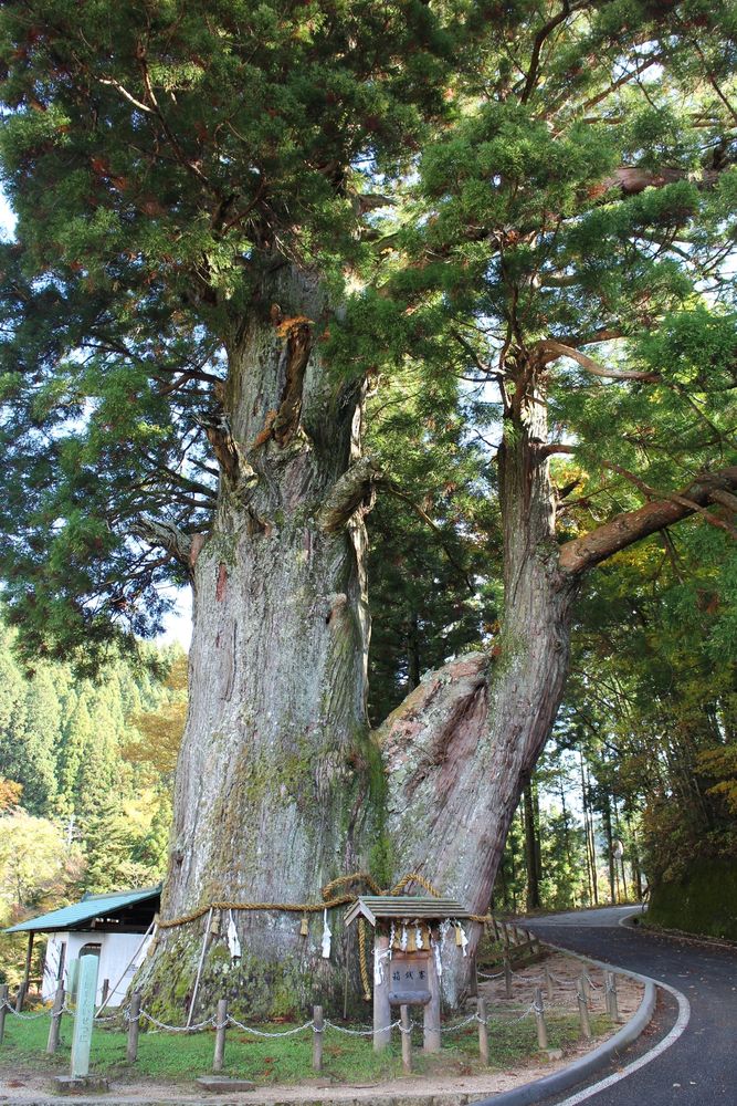 月瀬の大杉】の周辺スポット・アクセス・口コミ - Prism Japan