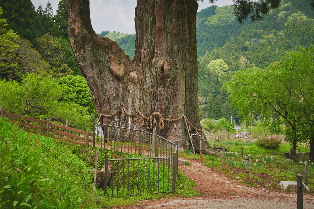 月瀬の大杉】の周辺スポット・アクセス・口コミ - Prism Japan