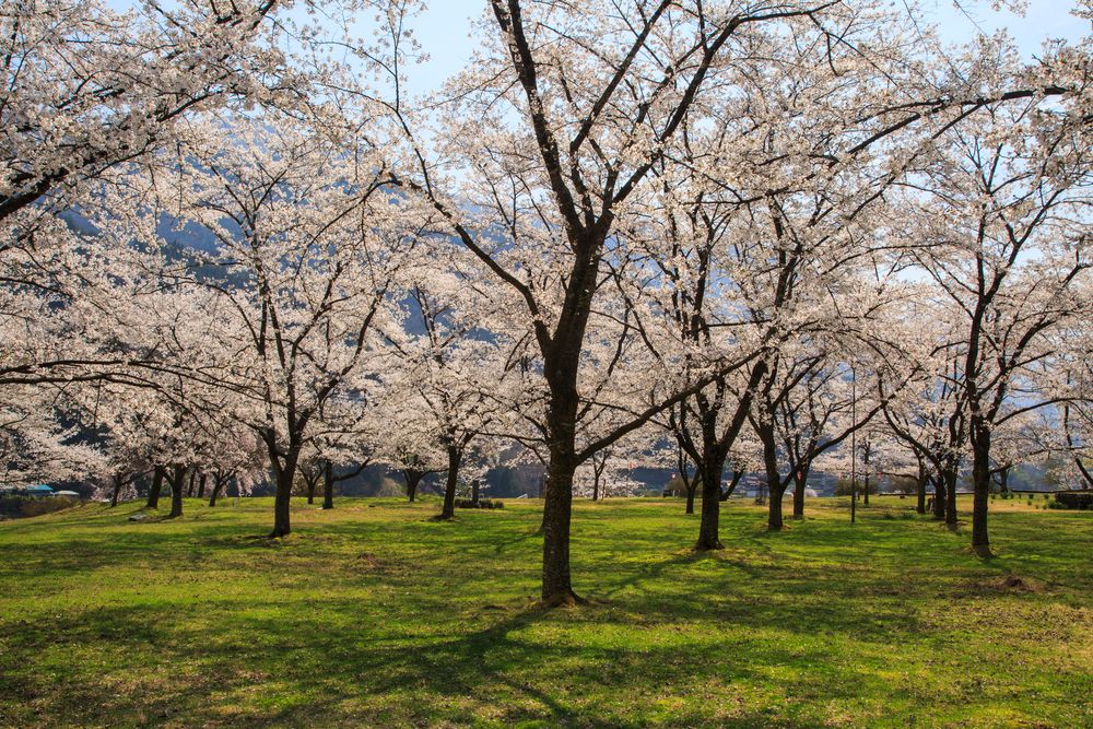 大西公園の画像 - 4枚目
