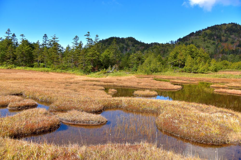 四十八池湿原の画像 - 2枚目