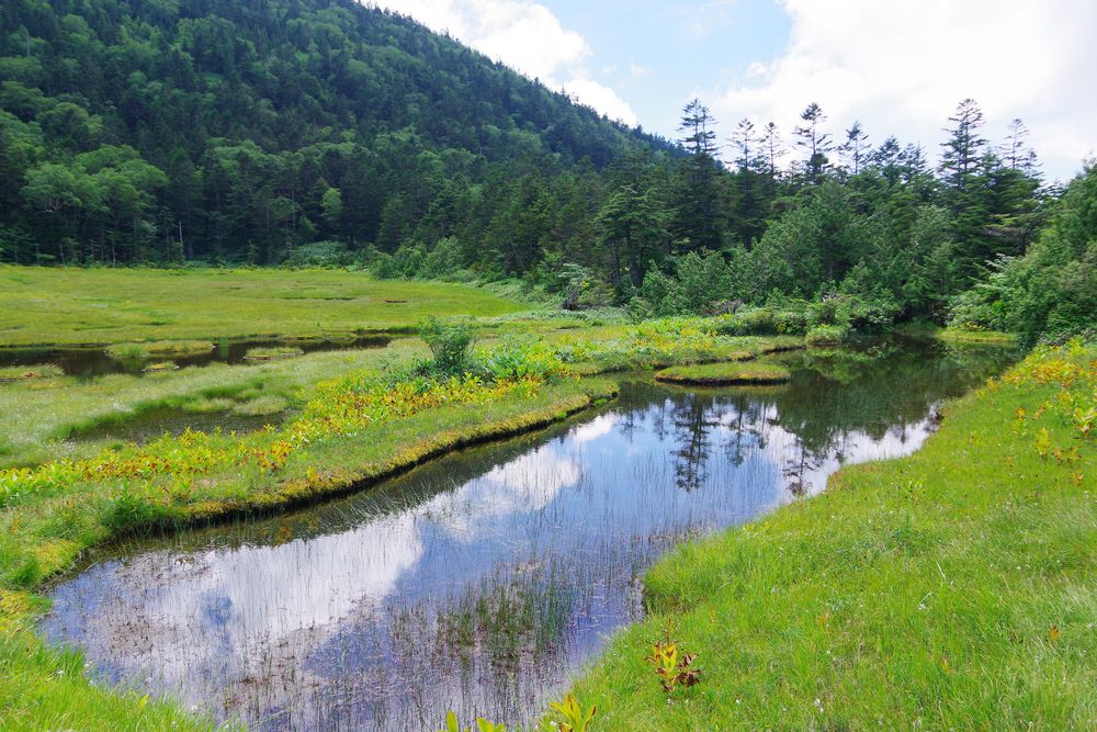 四十八池湿原の画像 - 4枚目