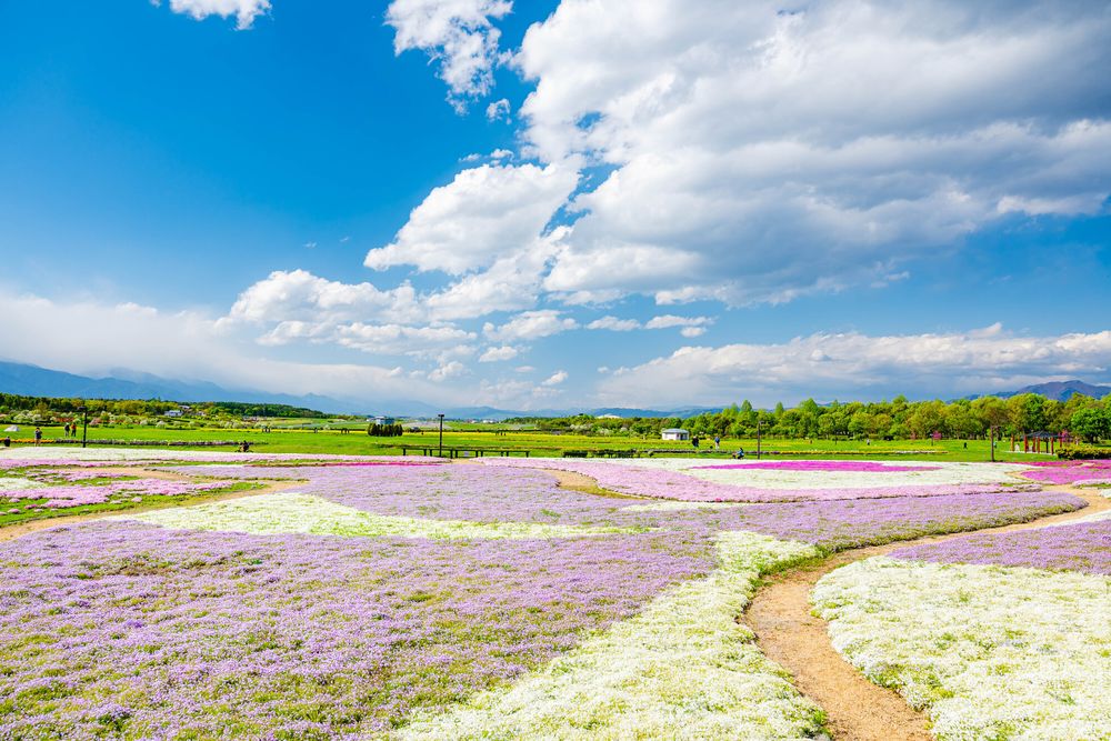 信州スカイパークの画像 - 4枚目