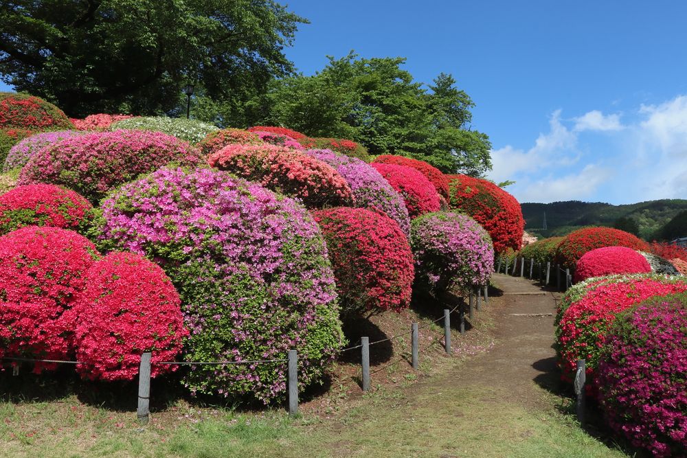 鶴峯公園の画像 - 5枚目