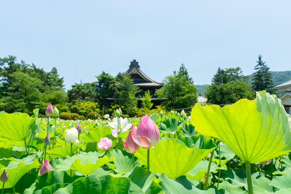 信濃国分寺の画像 - 2枚目