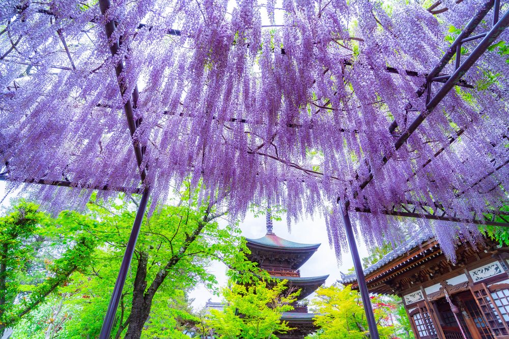 信濃国分寺の画像 - 5枚目