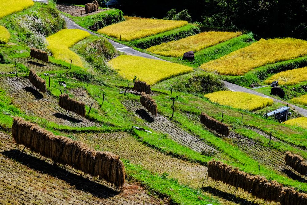 稲倉の棚田の画像 - 2枚目