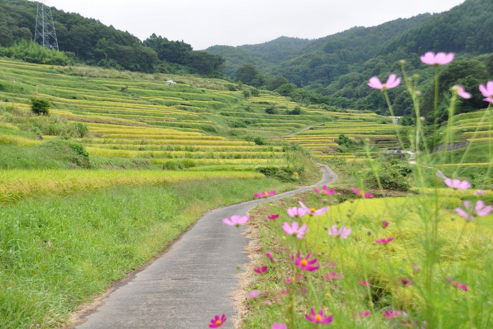 稲倉の棚田の画像 - 3枚目