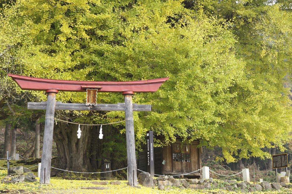 神戸の大イチョウの画像 - 4枚目