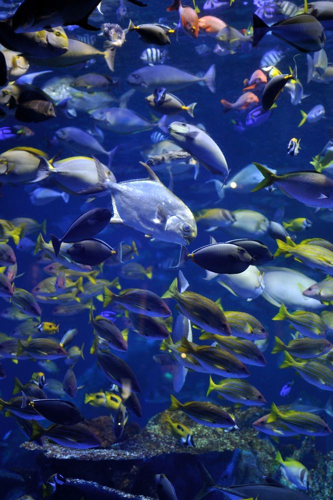 鳥羽水族館】の周辺スポット・アクセス・口コミ - Prism Japan