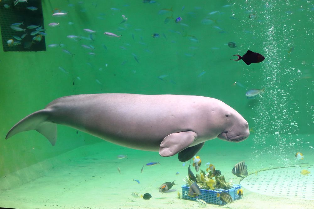 鳥羽水族館の画像 - 6枚目