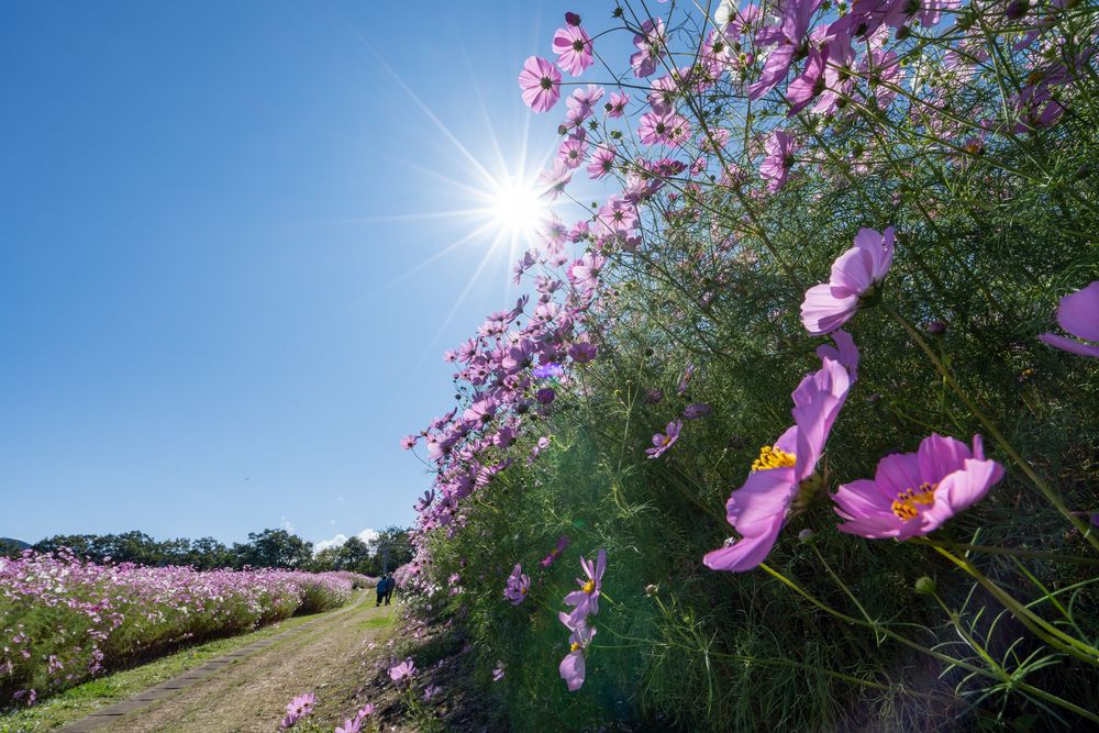 となみ夢の平スキー場の画像 - 4枚目