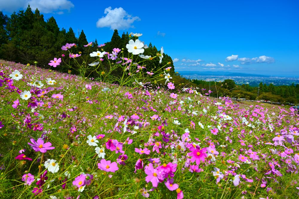 となみ夢の平スキー場の画像 - 5枚目