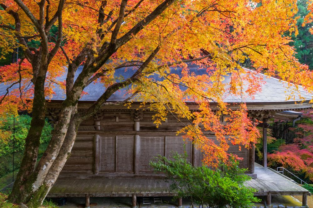 萬徳寺庭園の画像 - 4枚目