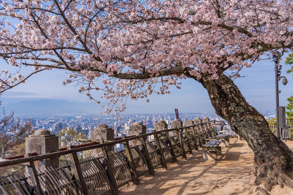 城山公園 本丸広場の画像 - 2枚目