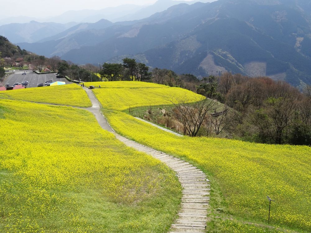 翠波高原の画像 - 3枚目