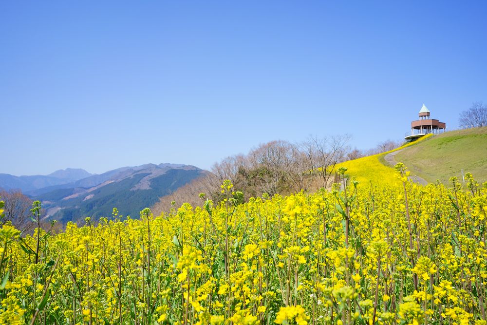 翠波高原の画像 - 4枚目
