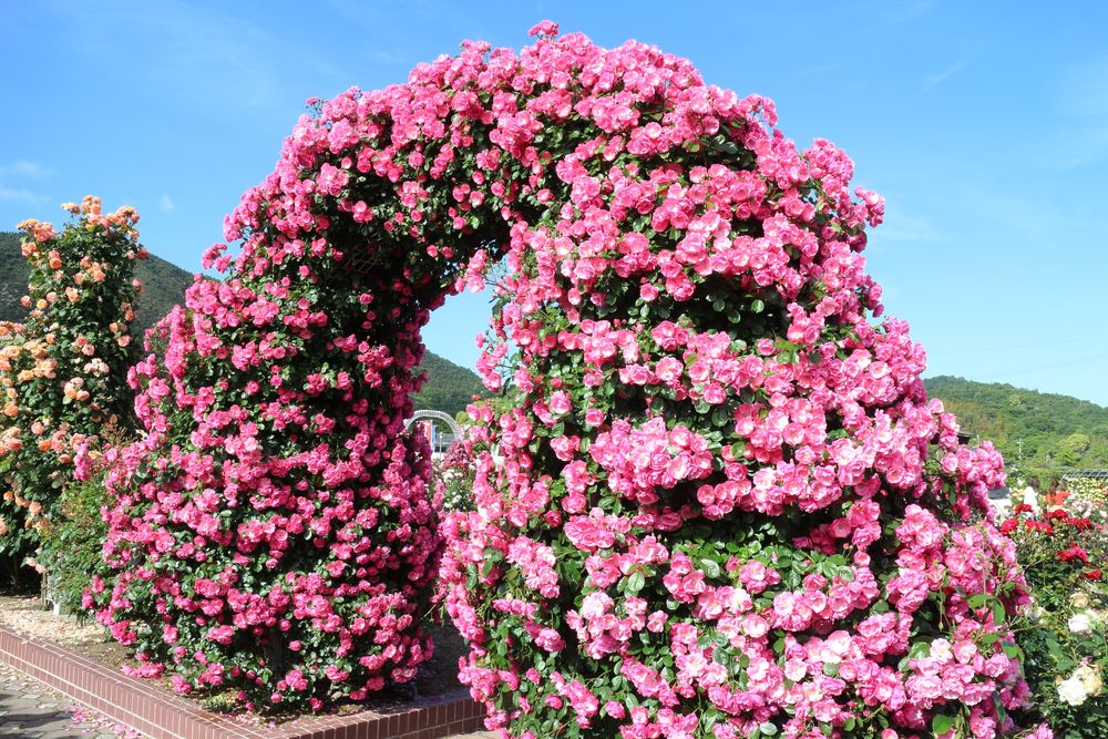 よしうみバラ公園】の周辺スポット・アクセス・口コミ - Prism Japan