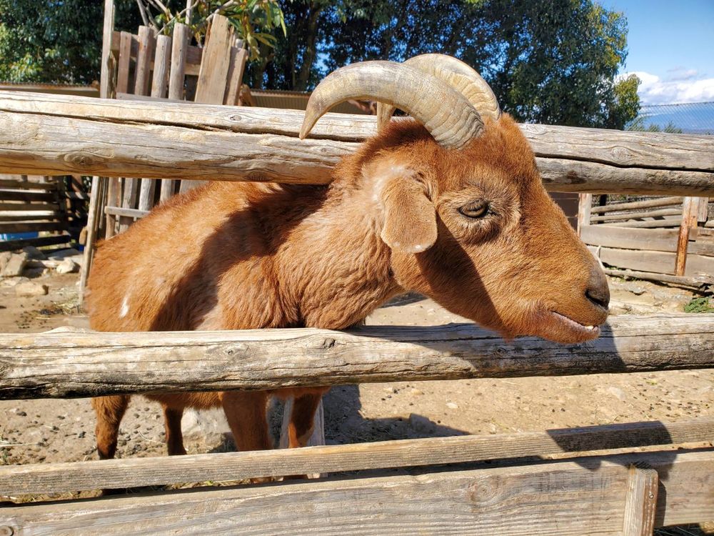 群馬サファリパークの画像 - 4枚目