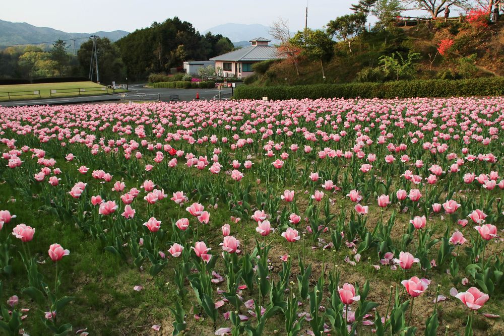 フラワーパークおおずの画像 - 4枚目