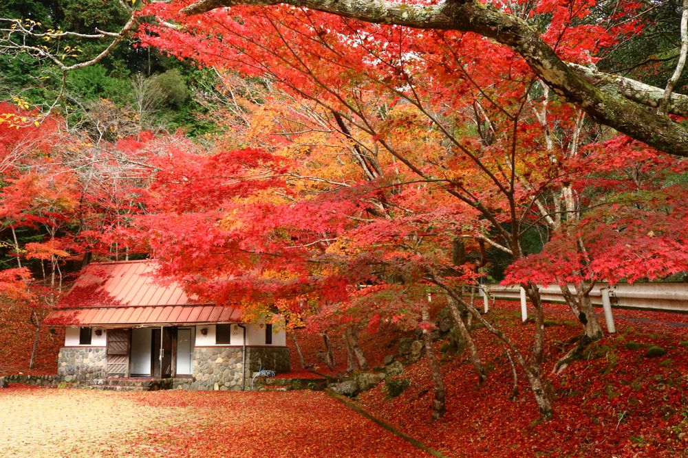 足摺宇和海国立公園 滑床渓谷の画像 - 2枚目