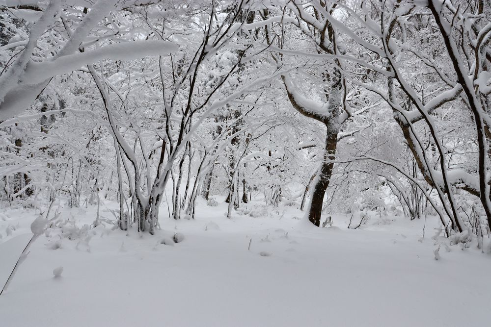 笹ヶ峰の画像 - 2枚目