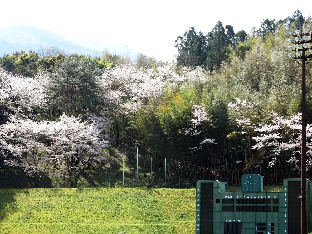 丸山公園の画像 - 2枚目