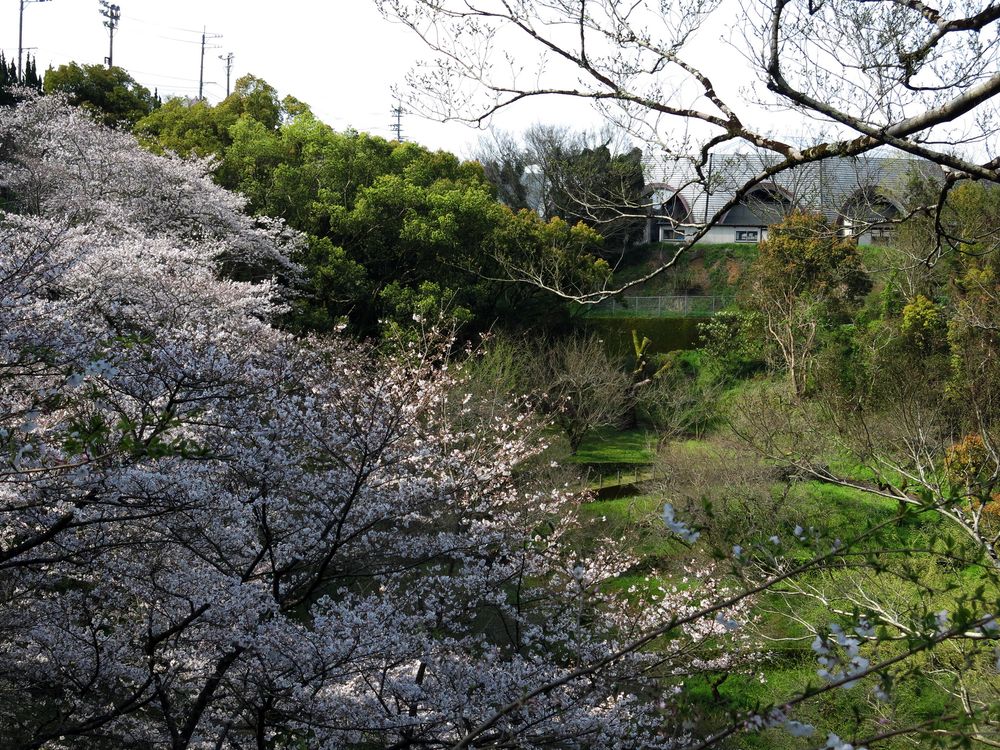 丸山公園の画像 - 3枚目