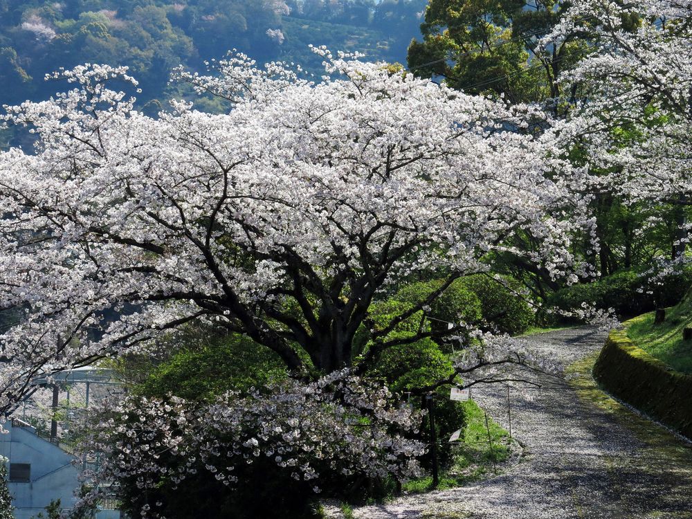 丸山公園の画像 - 4枚目
