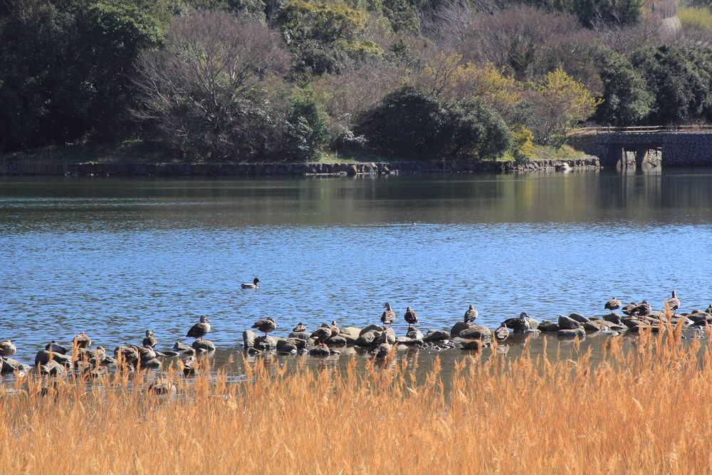 須ノ川公園キャンプ場の画像 - 2枚目