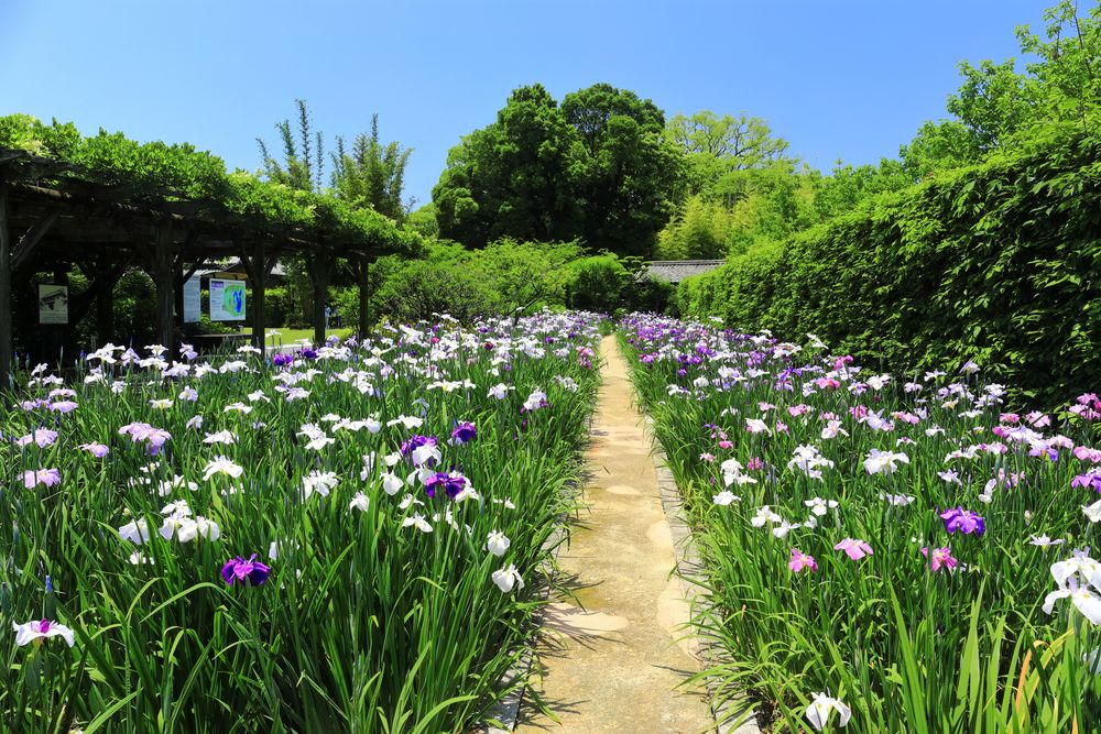 天赦園の画像 - 5枚目