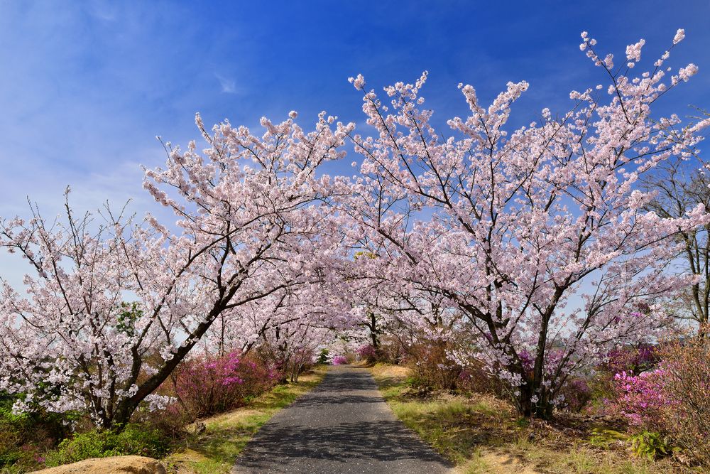 開山公園の画像 - 2枚目