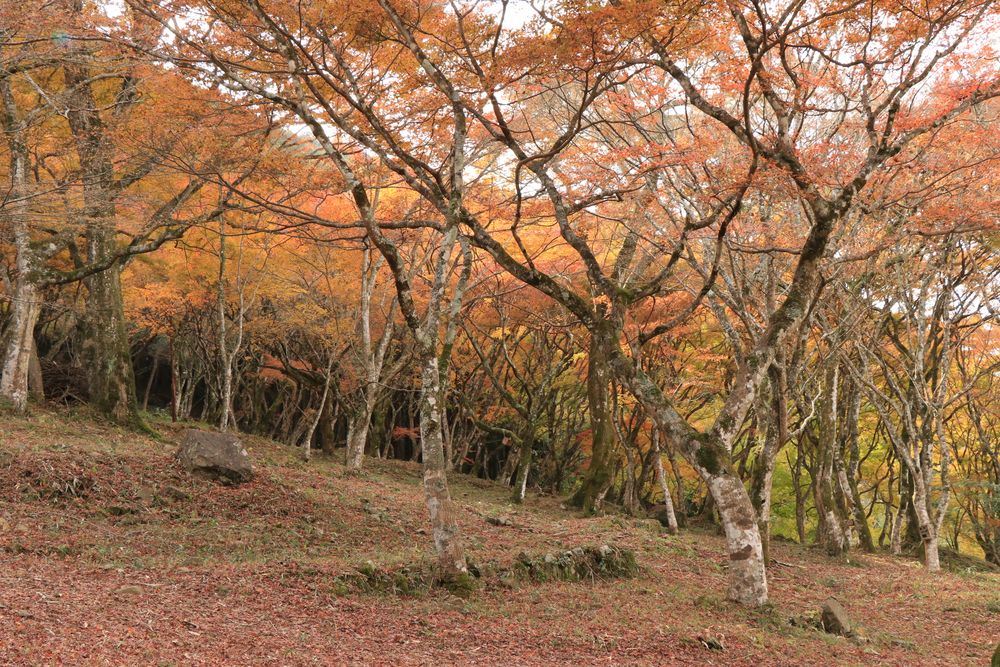 稲荷山公園の画像 - 3枚目