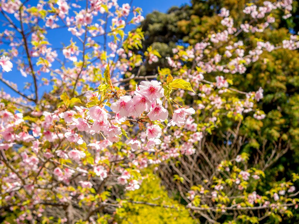 修善寺 虹の郷の画像 - 5枚目