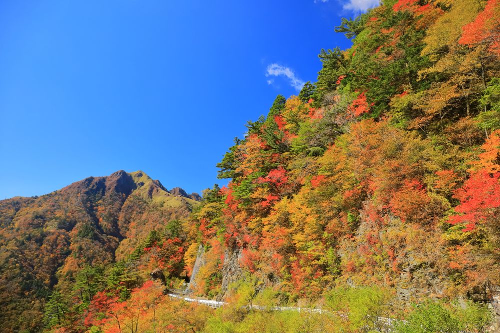 伊予富士の画像 - 2枚目