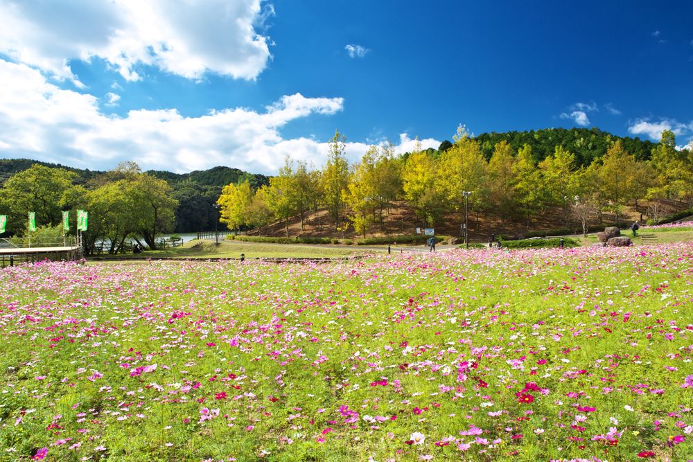 中山池自然公園の画像 - 2枚目