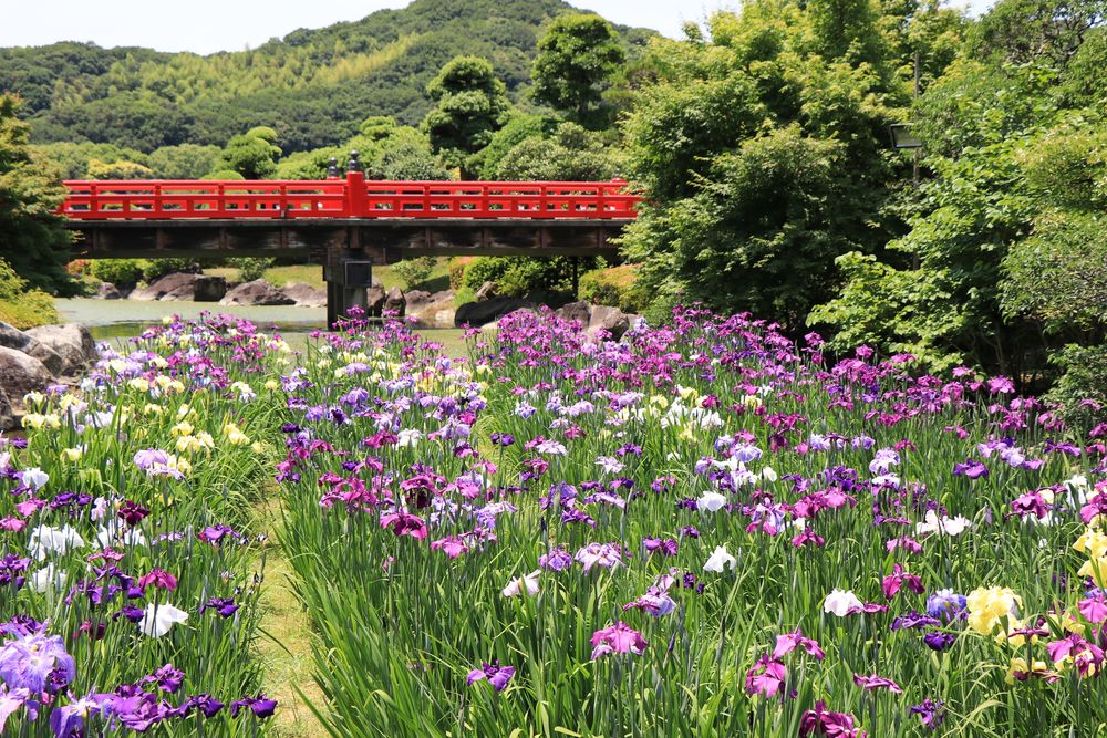 南楽園の画像 - 5枚目