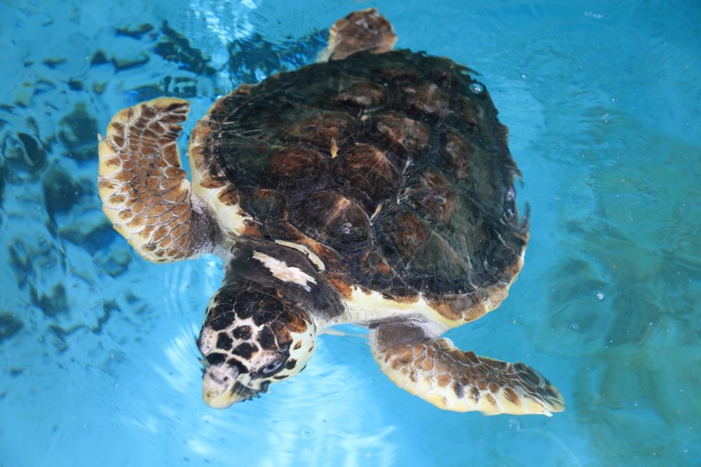 新屋島水族館の画像 - 6枚目