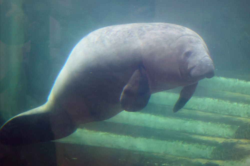 新屋島水族館の画像 - 7枚目