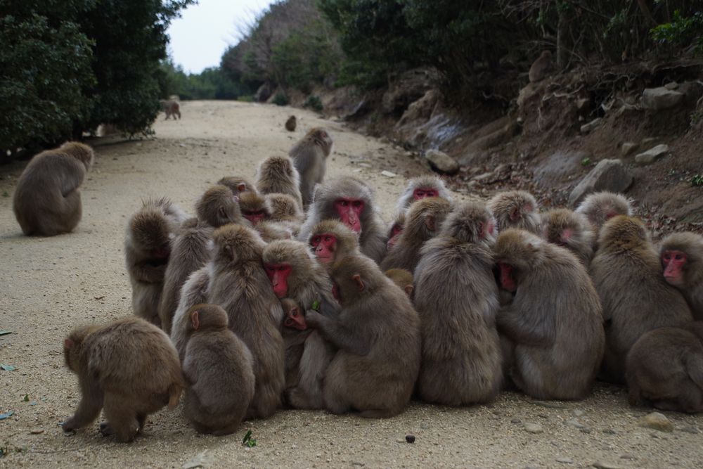 銚子渓おさるの国の画像 - 3枚目
