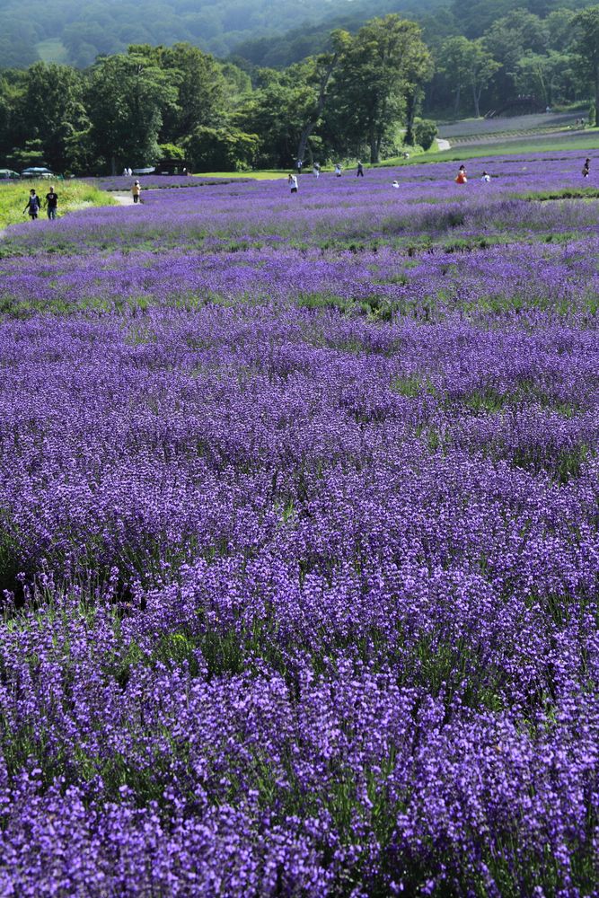 たんばらラベンダーパーク】の周辺スポット・アクセス・口コミ - Prism