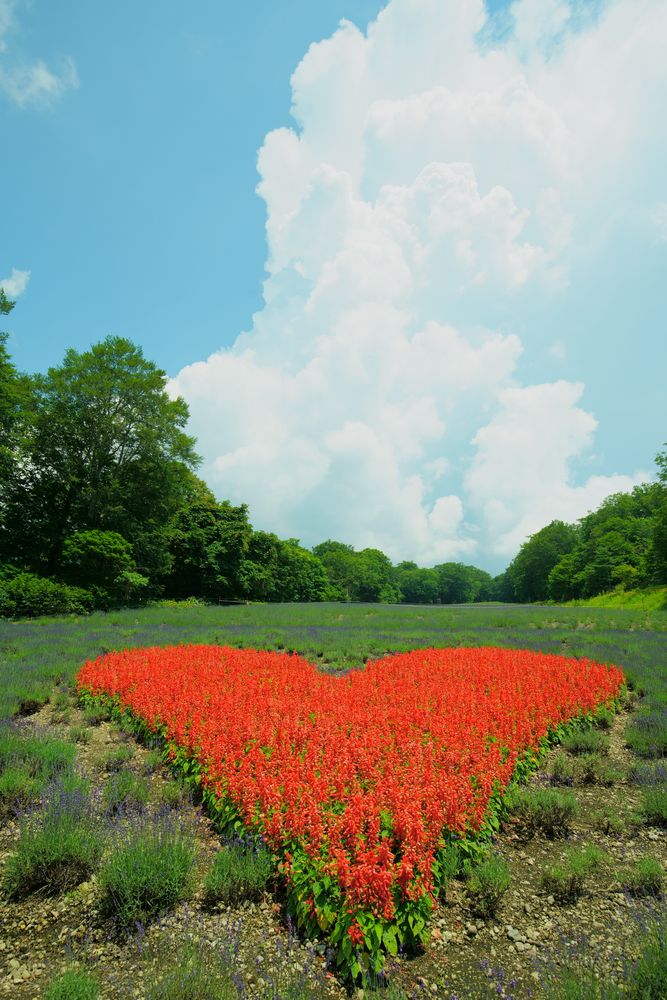 たんばらラベンダーパークの画像 - 4枚目
