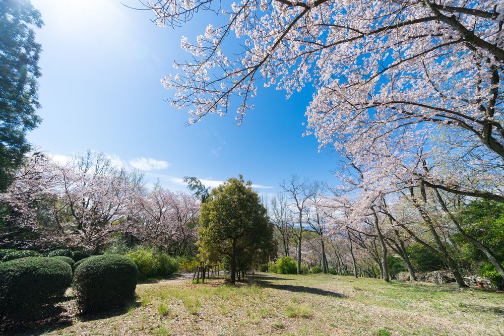 峰山公園の画像 - 2枚目