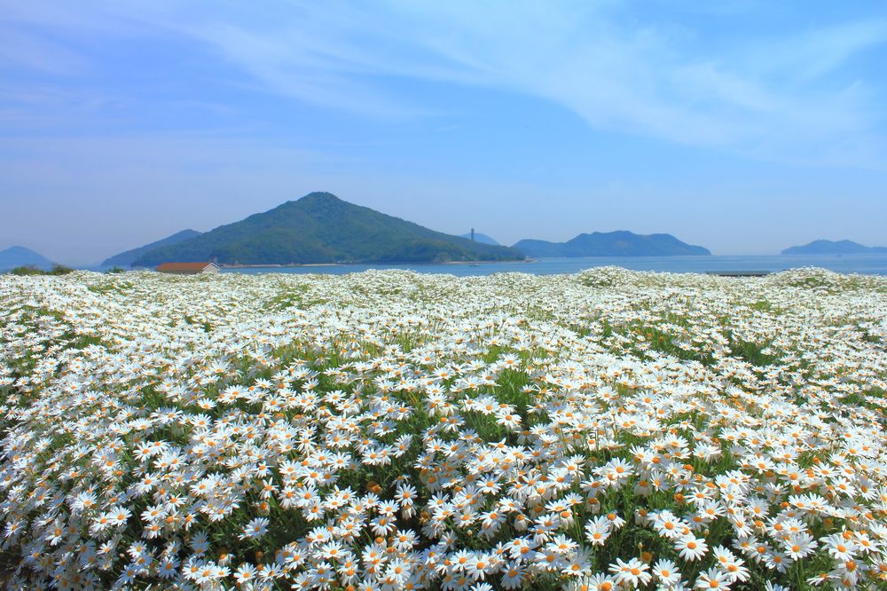 フラワーパーク浦島