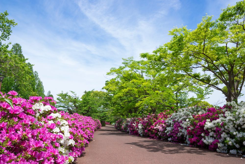 高松市立 仏生山公園の画像 - 2枚目