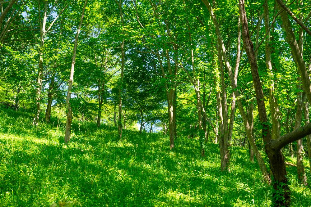 公渕森林公園の画像 - 4枚目