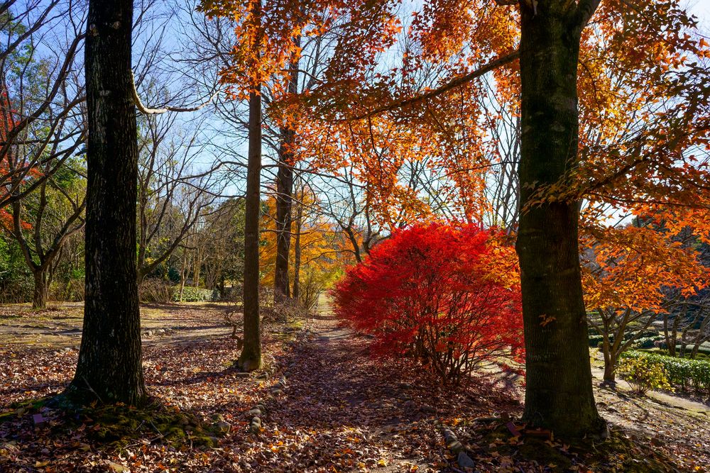 公渕森林公園の画像 - 6枚目