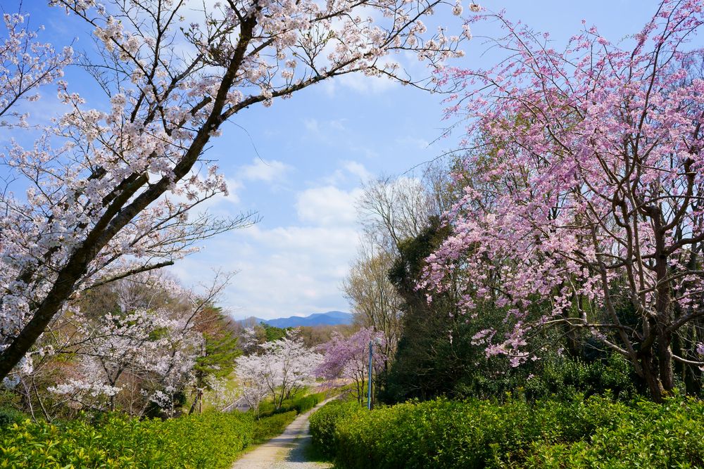 満濃池森林公園の画像 - 4枚目