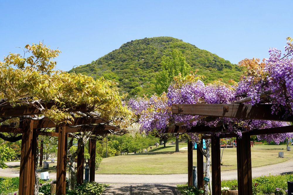 善通寺五岳の里 市民集いの丘公園の画像 - 2枚目