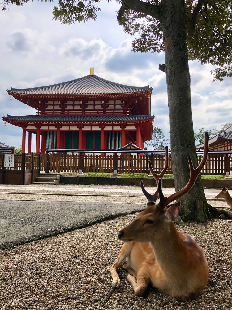 興福寺の画像 - 7枚目