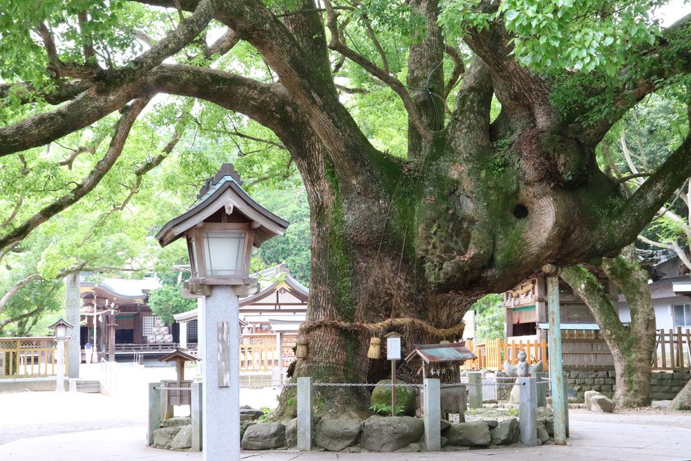 大麻比古神社の画像 - 3枚目